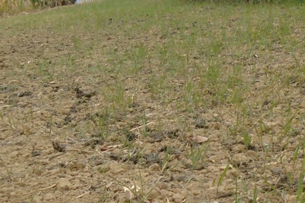 लगातारको खडेरीले बैतडीमा गहुँबाली सुक्न थाल्यो 